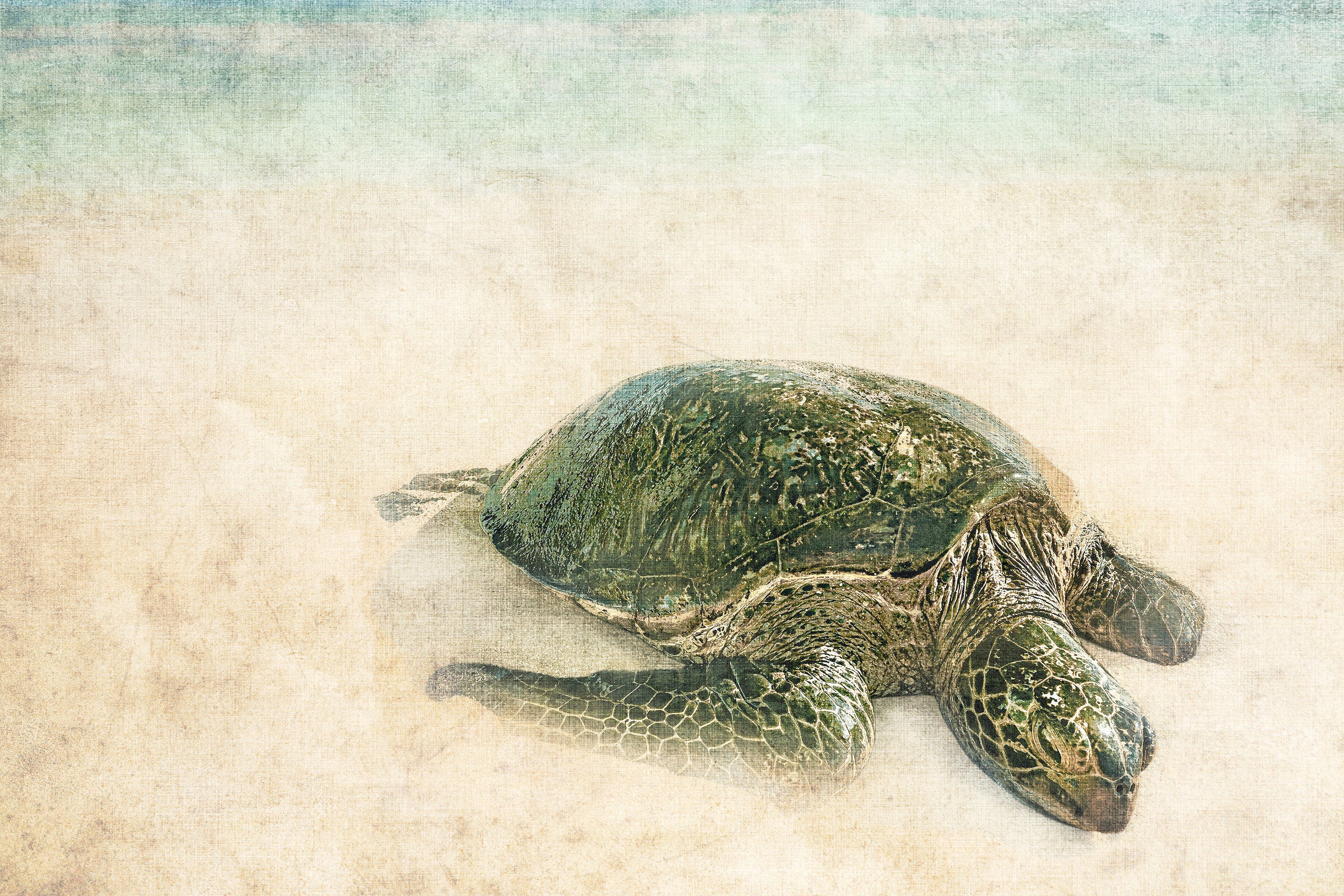 Sea Turtle I