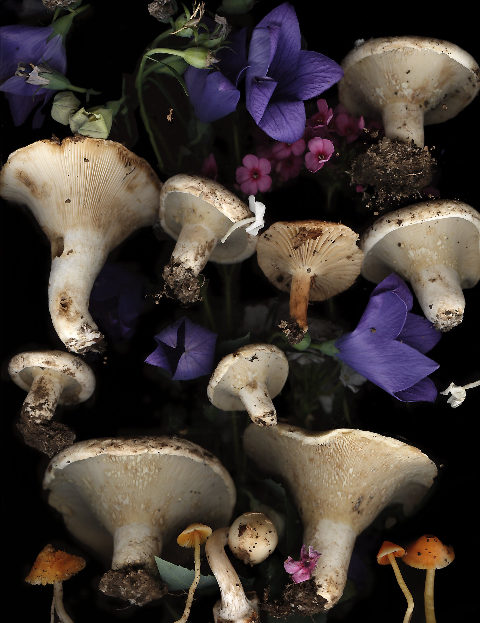 Lactarius Mushrooms with Bellflowers