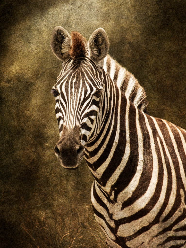 絵画 Zebrappy Zebra Portrait · Artful Home