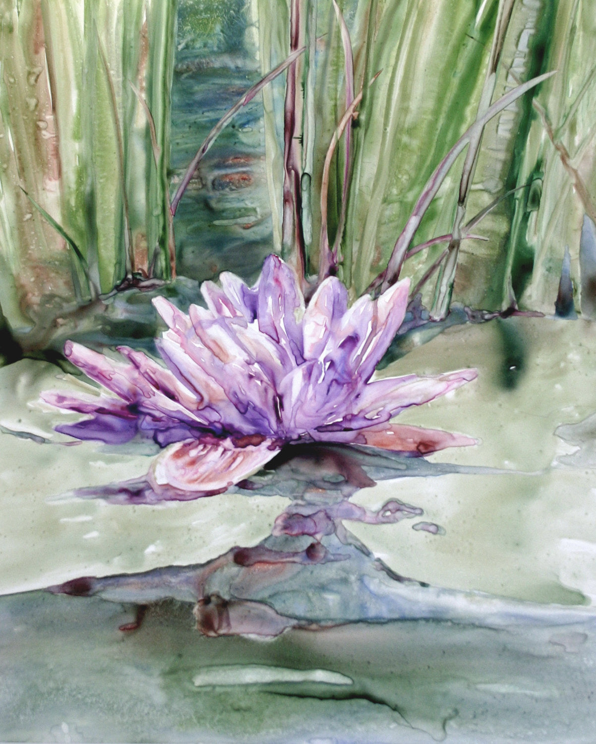 Water Lily