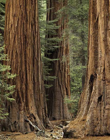 Three Sequoias