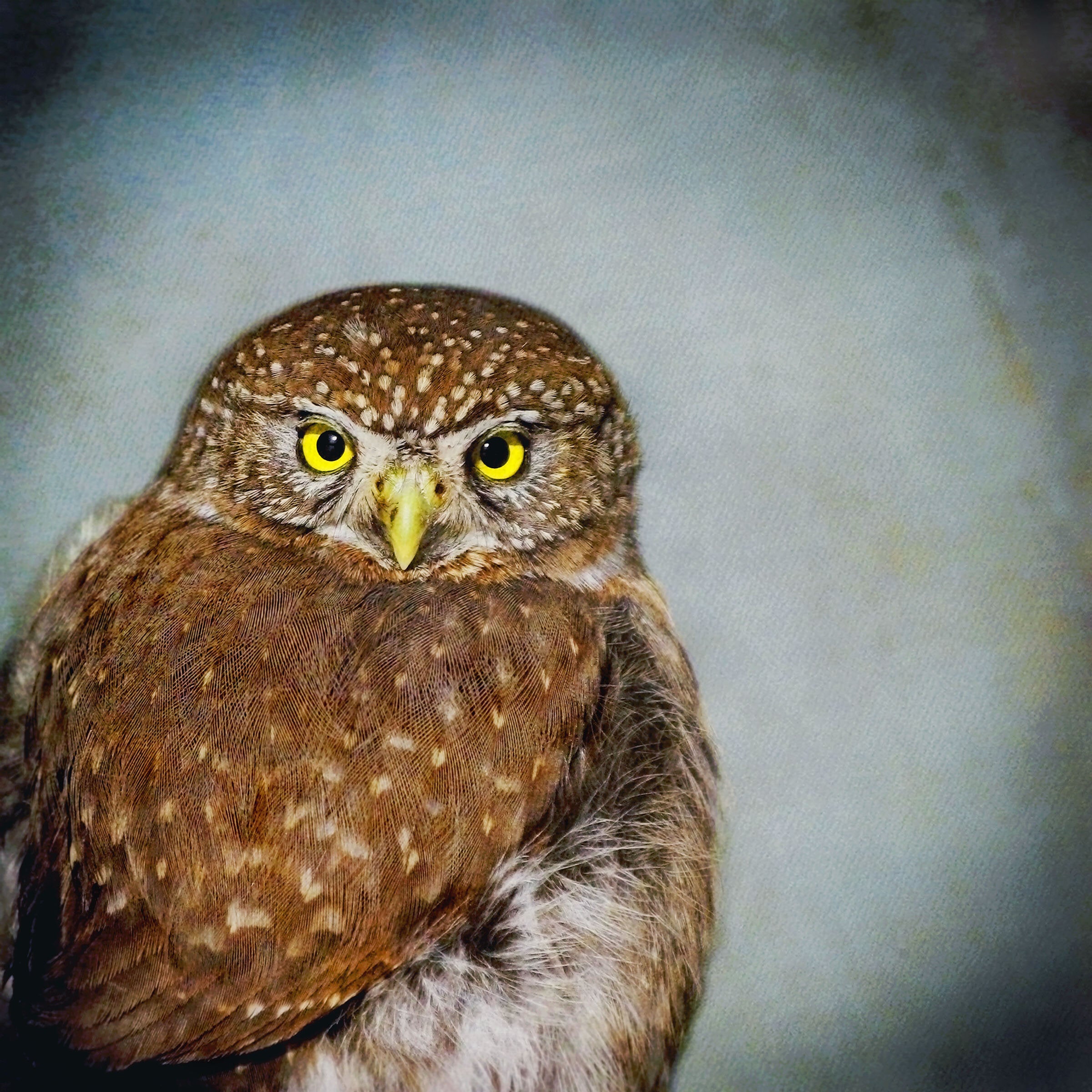 Song of a Northern Pygmy Owl II