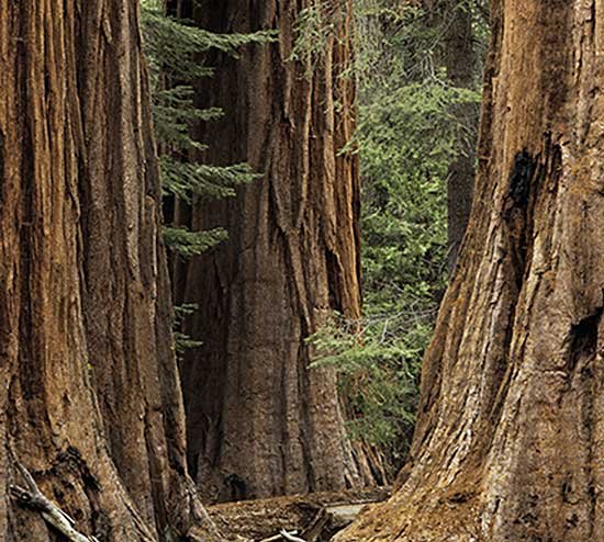 Three Sequoias