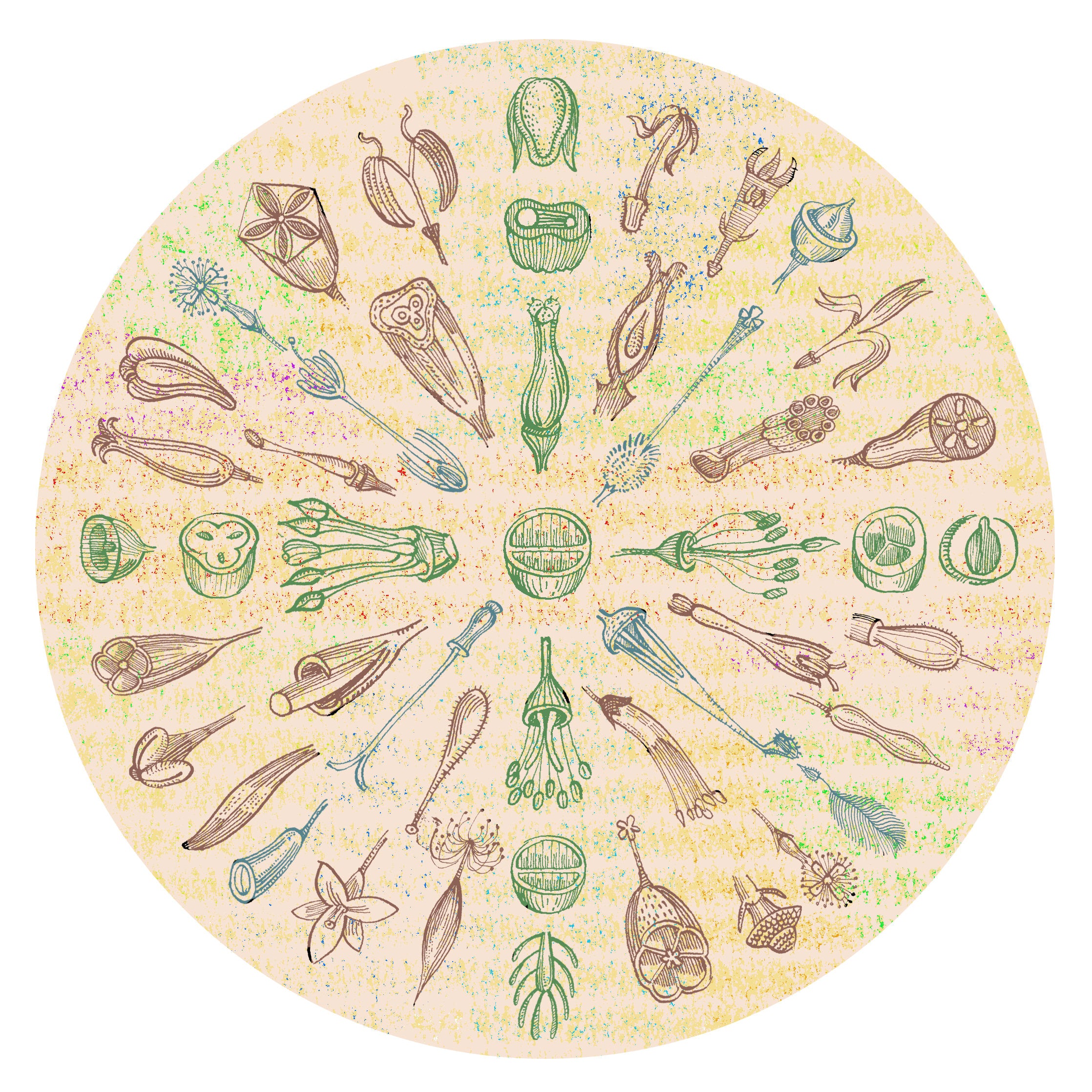 Seed Mandala II