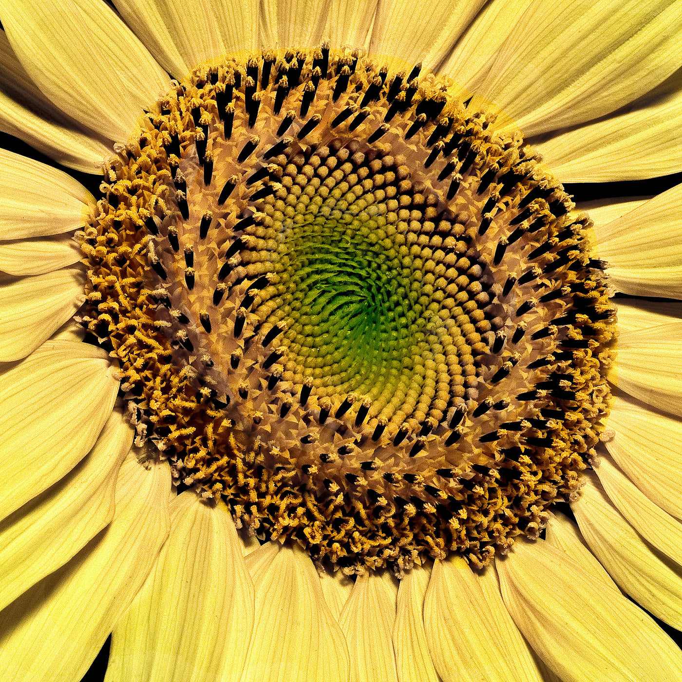 Spinning Wheel
