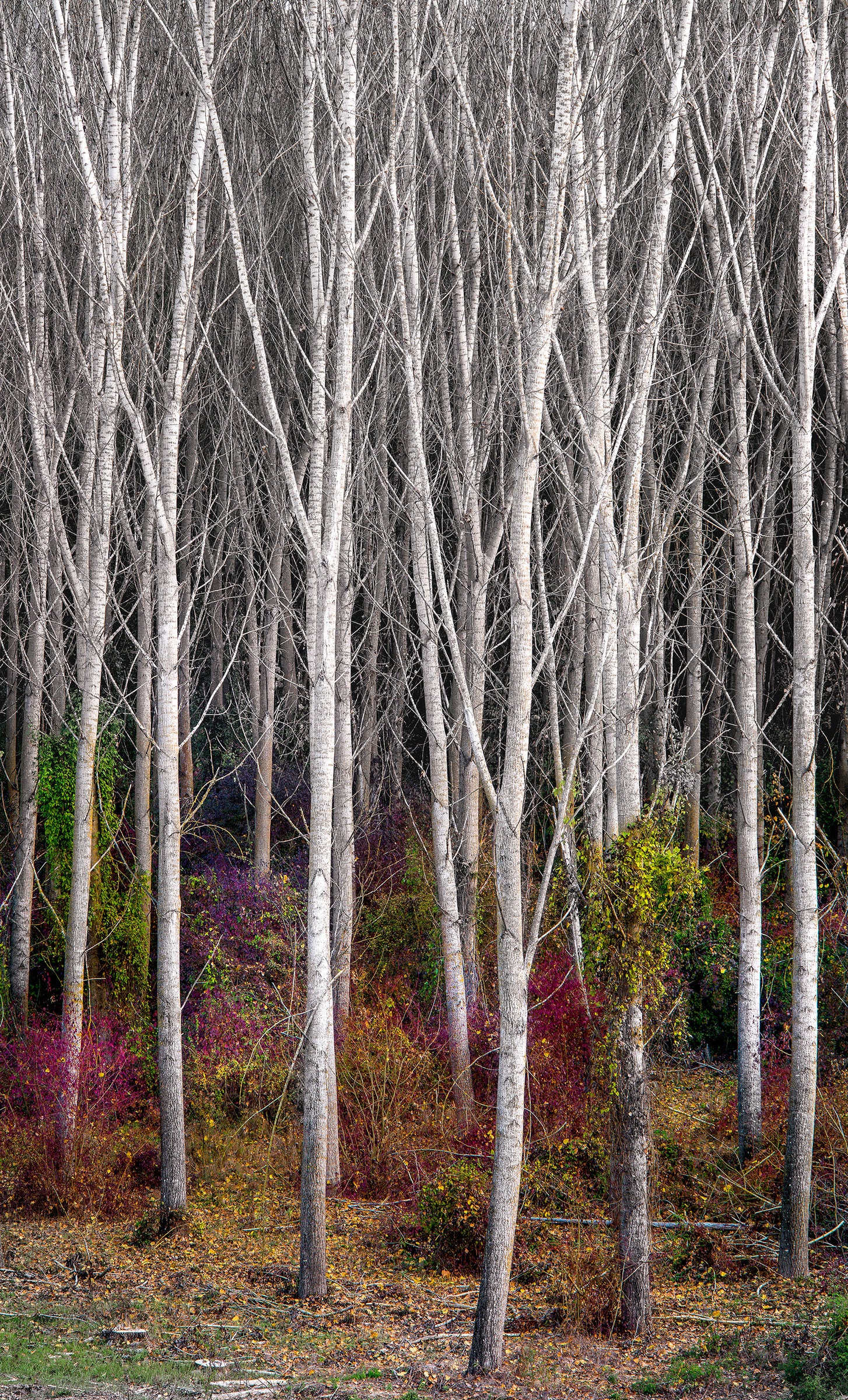 Woodland Realm