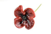 Forever Oriental Poppy Bouquet