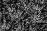 LotusLand 1