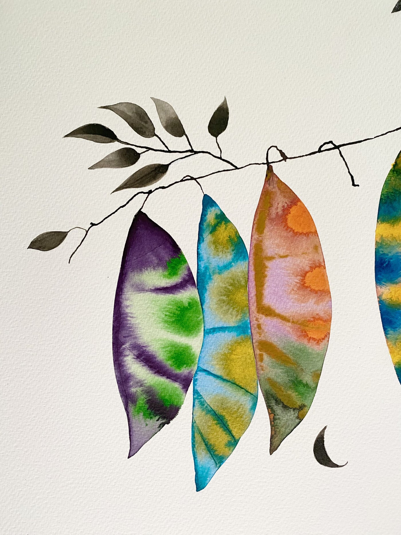 Kentucky Coffee Tree 2