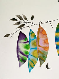 Kentucky Coffee Tree 2