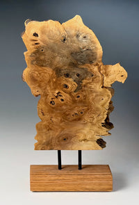 Buckeye Burl Slice