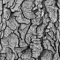Nature's Tapestry