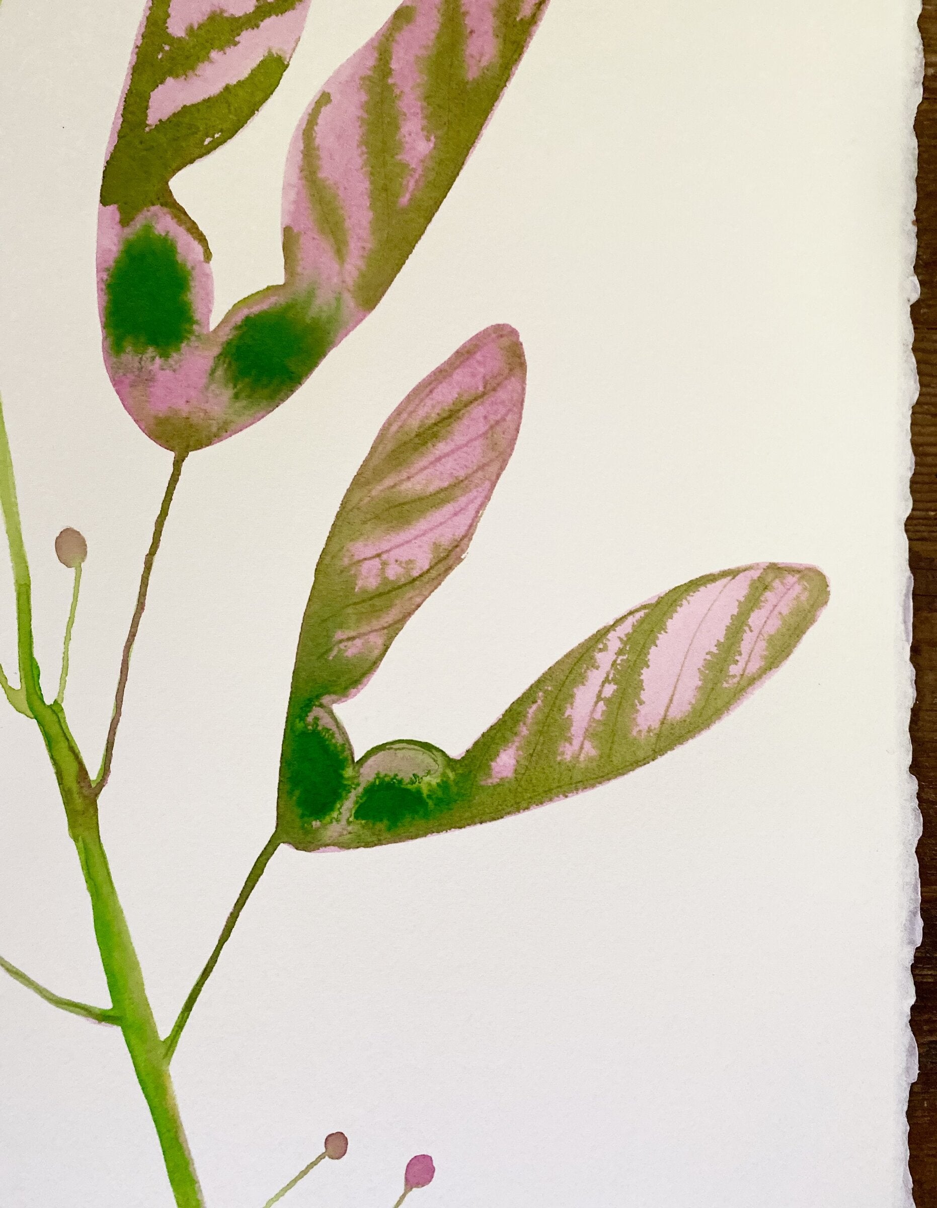 Love Helicopter Seed Pods