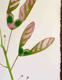 Love Helicopter Seed Pods