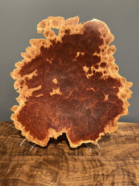 Red Mallee Eucalyptus Burl