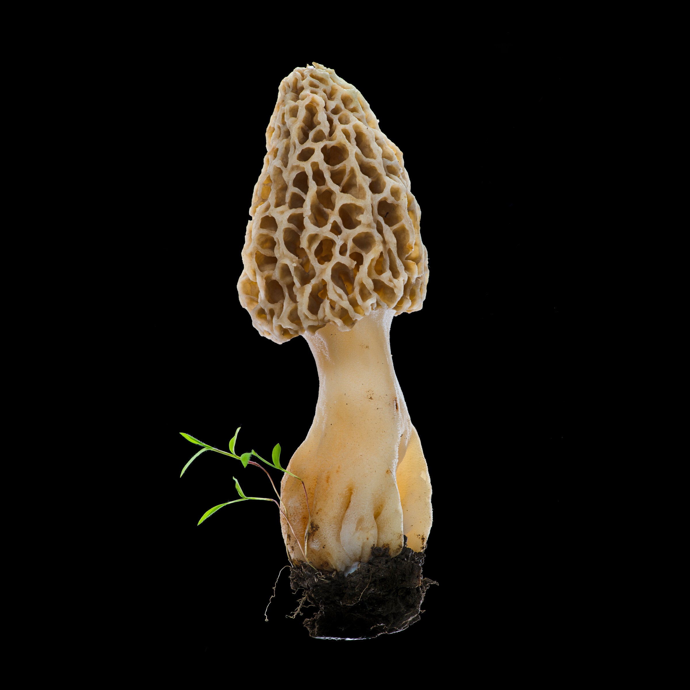 Morel with Spring | Photo by Carolyn Thome