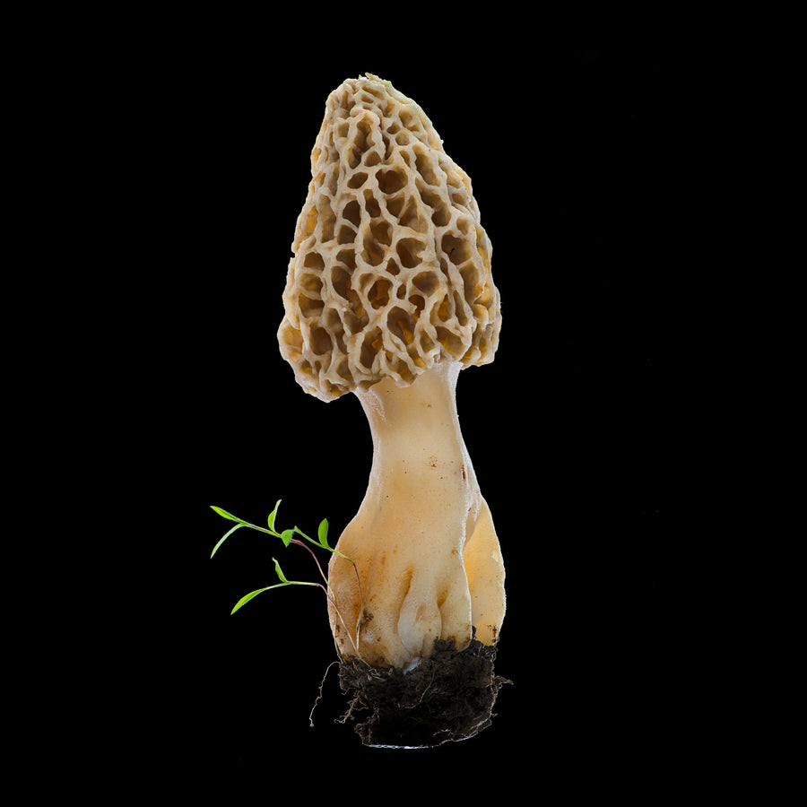 Morel with Spring | Photo by Carolyn Thome