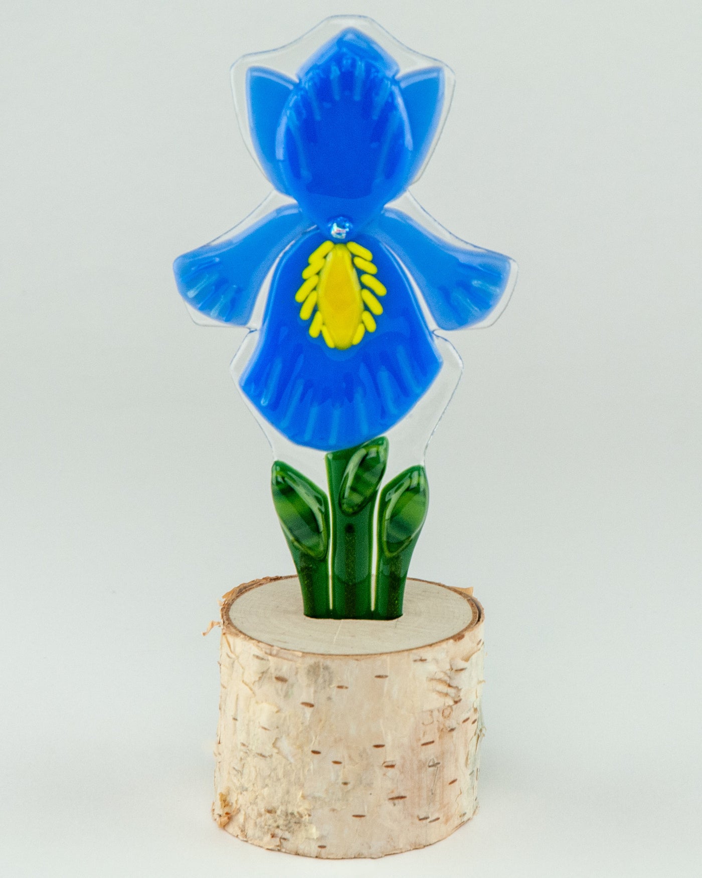 Periwinkle Prize Iris