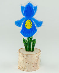 Periwinkle Prize Iris