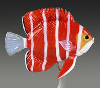 Peppermint Angelfish