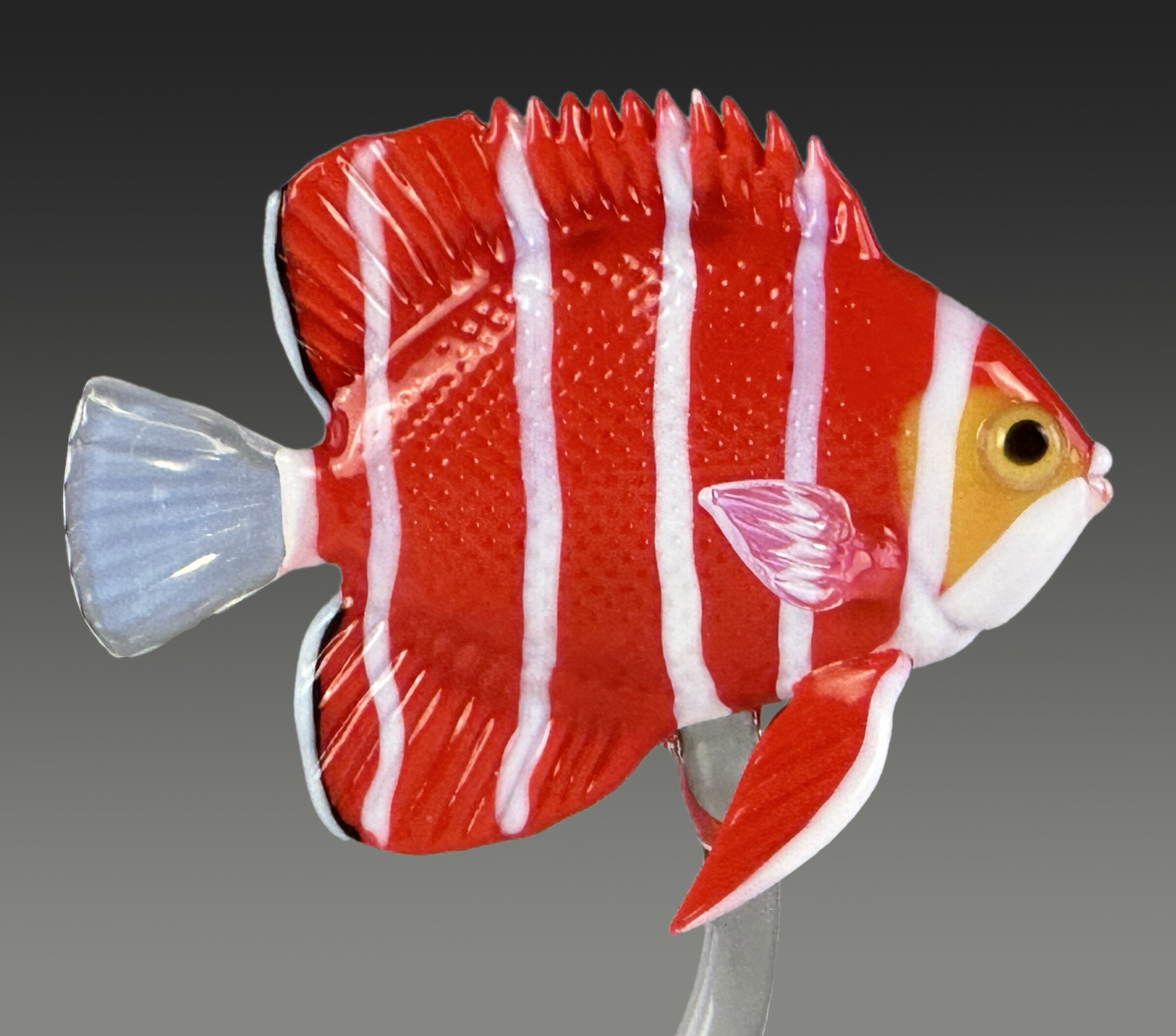 Peppermint Angelfish