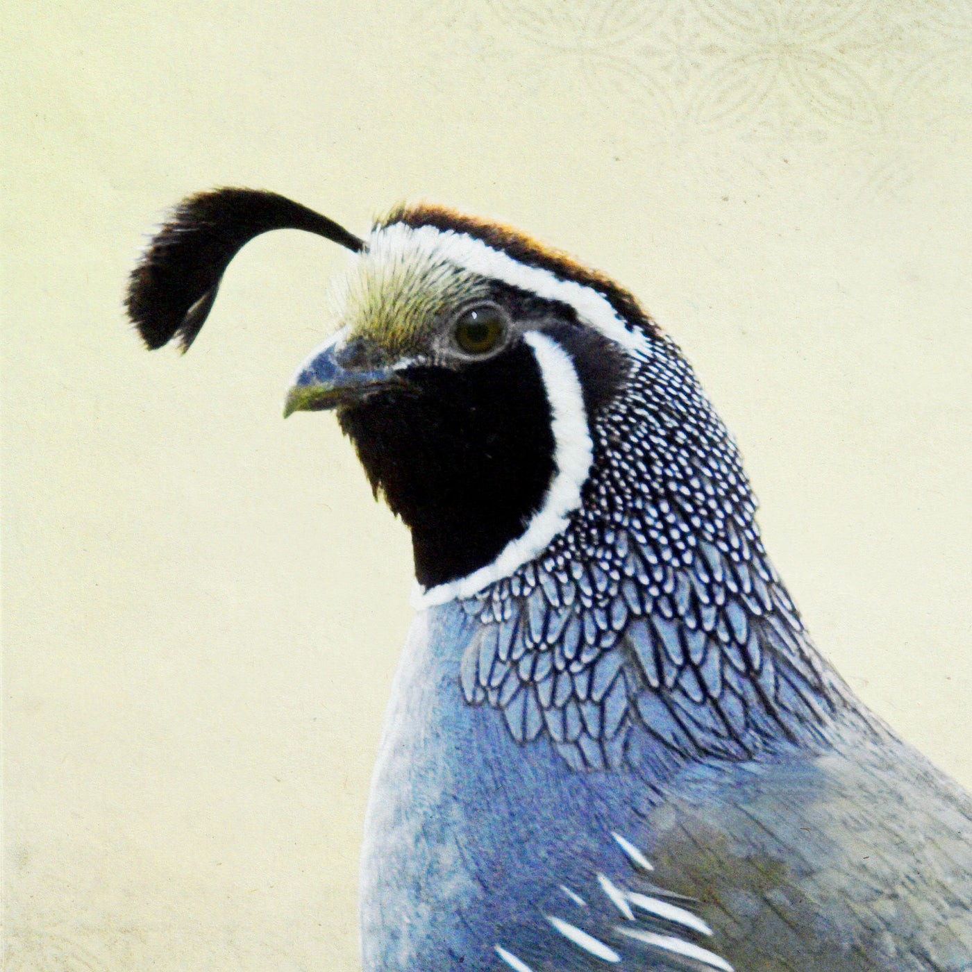 Song of a California Quail
