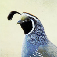 Song of a California Quail