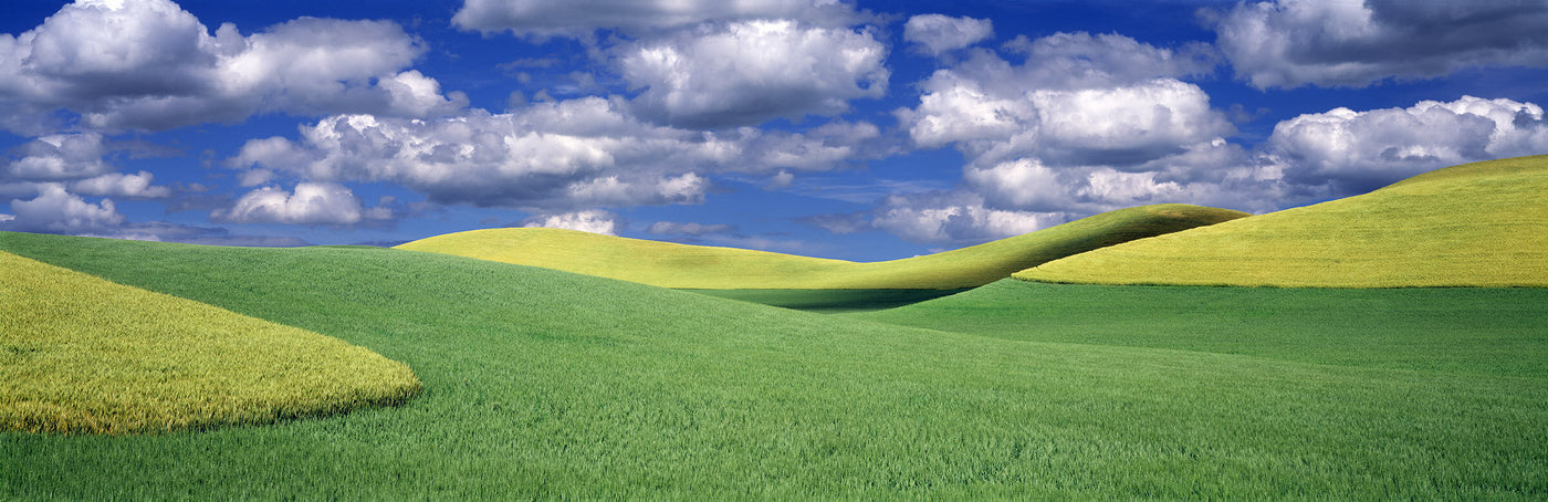 Palouse Wheat