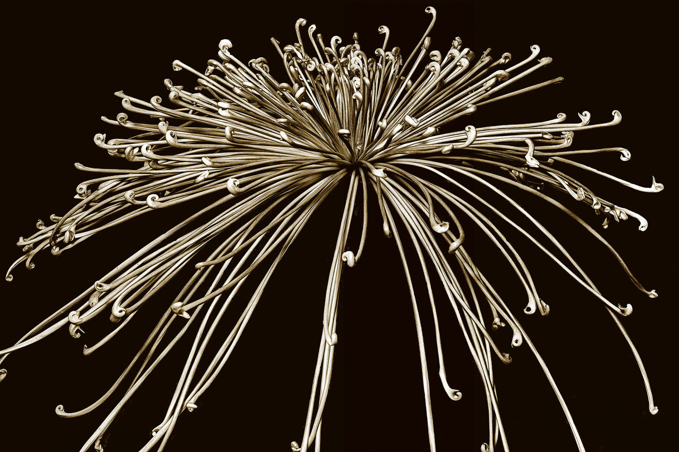 Chrysanthemum VII