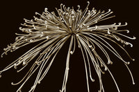 Chrysanthemum VII