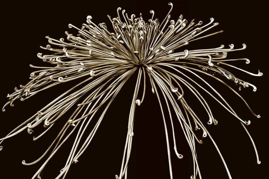 Chrysanthemum VII