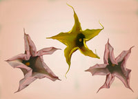 Brugmansia  No .017