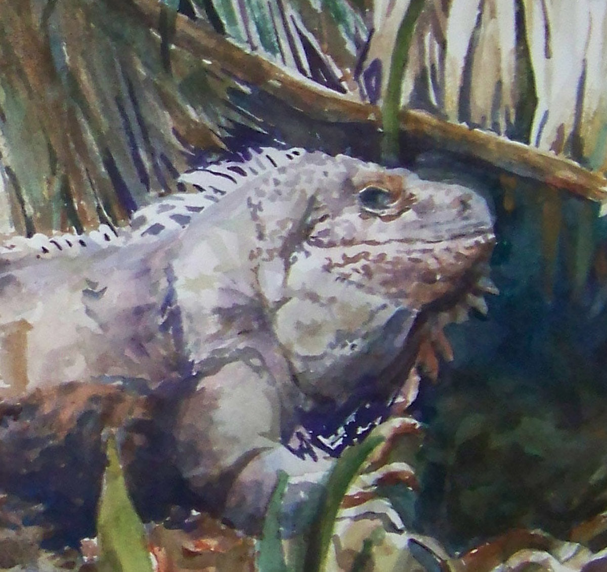 Iguana