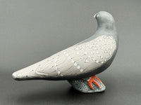 Pigeon, White Tipped Feathers