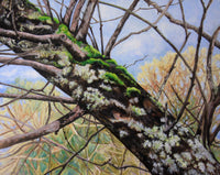 Lichens and Moss