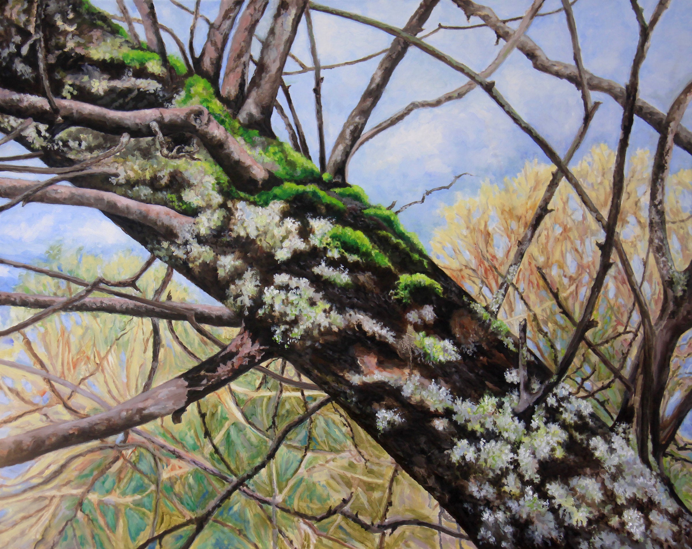 Lichens and Moss