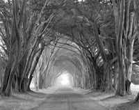 Arched Trees