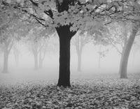 Maple Tree and Fog
