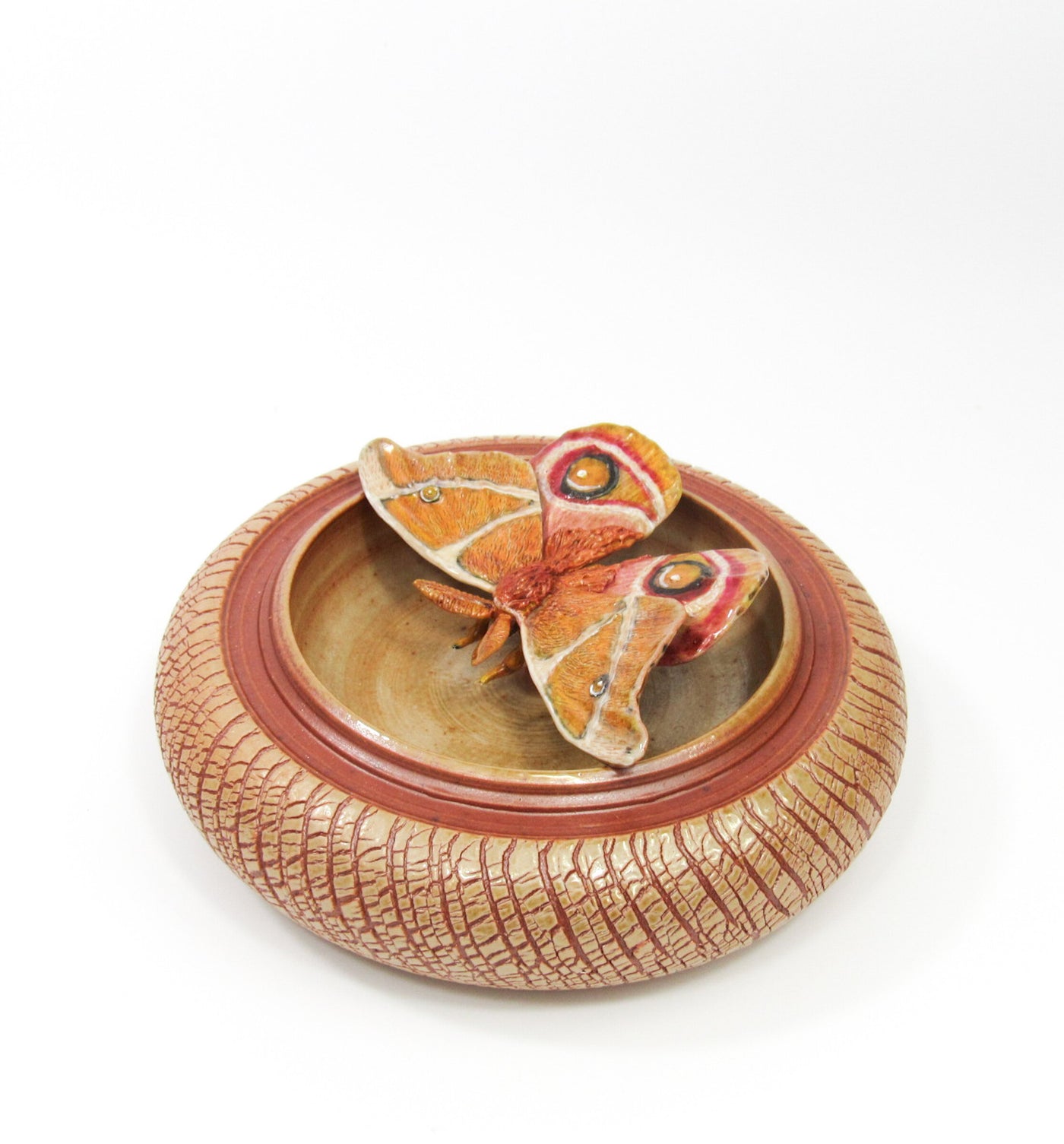 Bullseye Moth (Antherina Suraka)