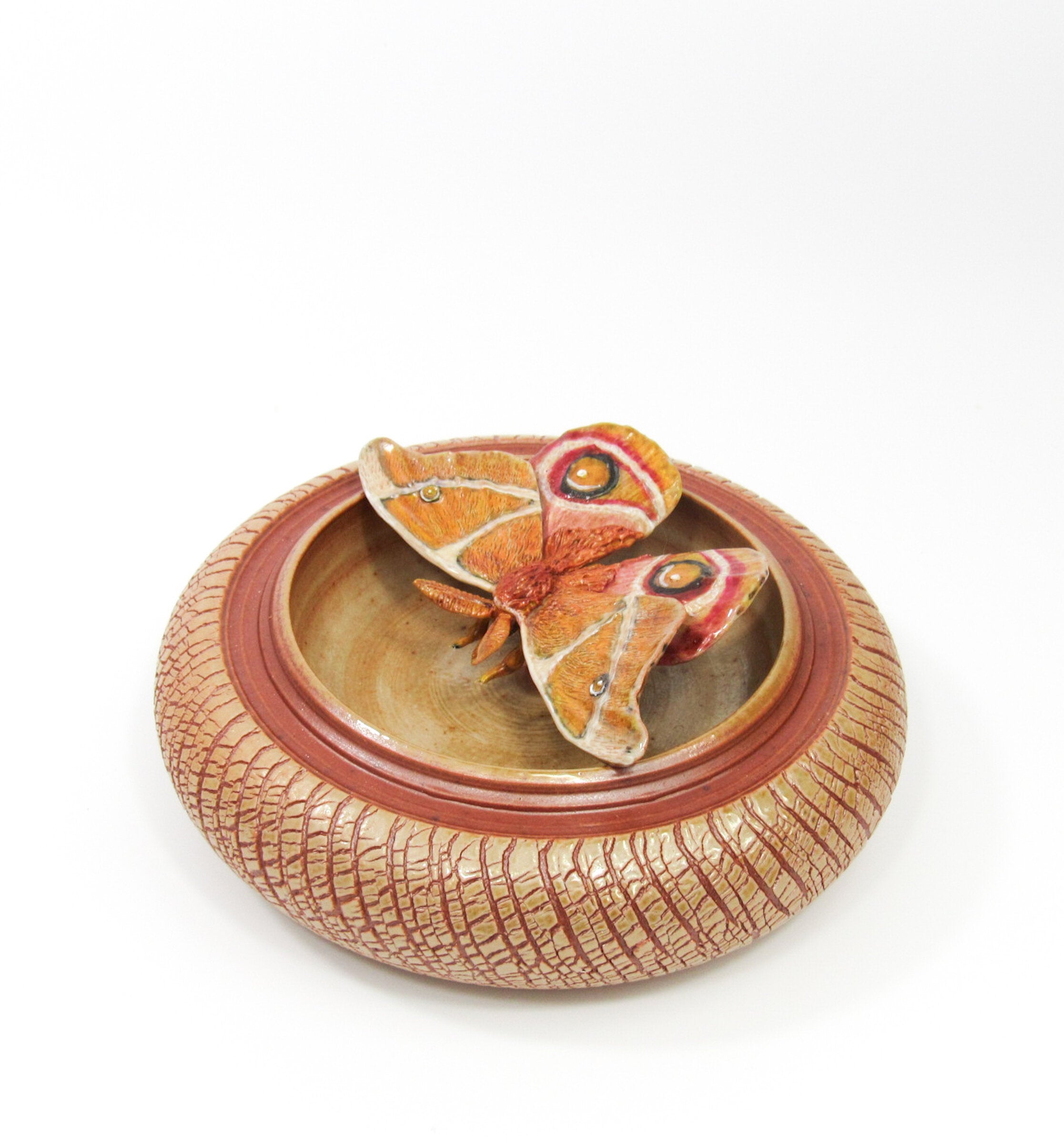 Bullseye Moth (Antherina Suraka)