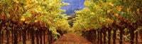 Under Vineyard Rows
