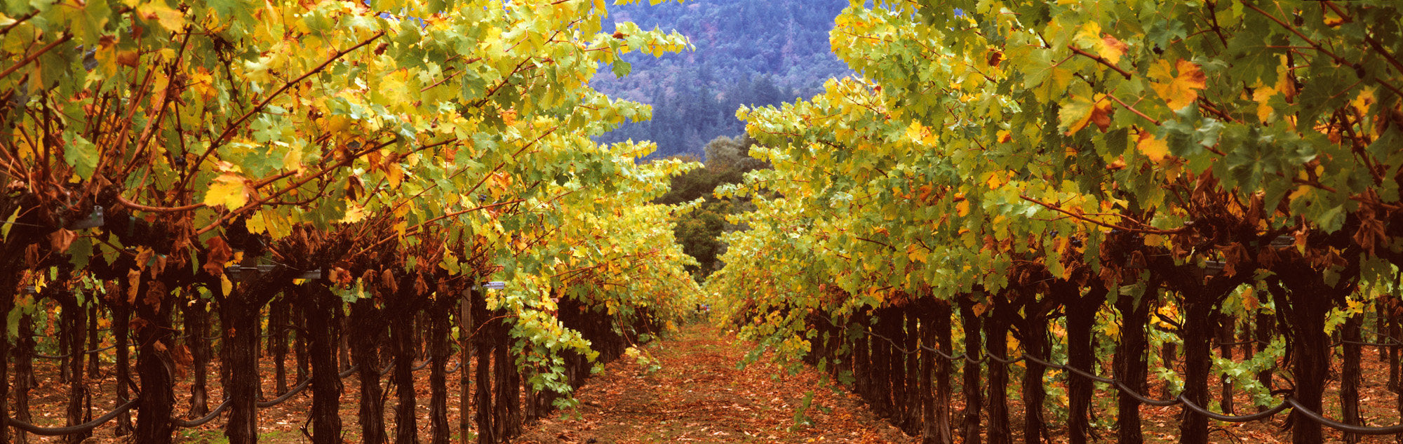Under Vineyard Rows