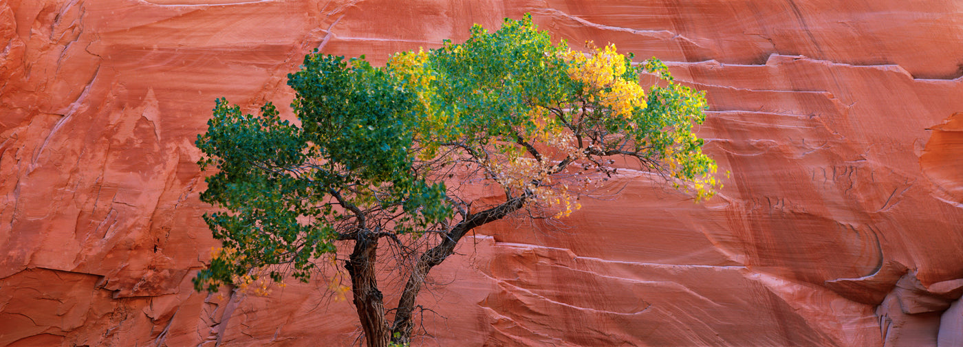 Single Cottonwood