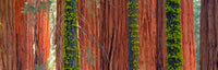 Giant Sequoias