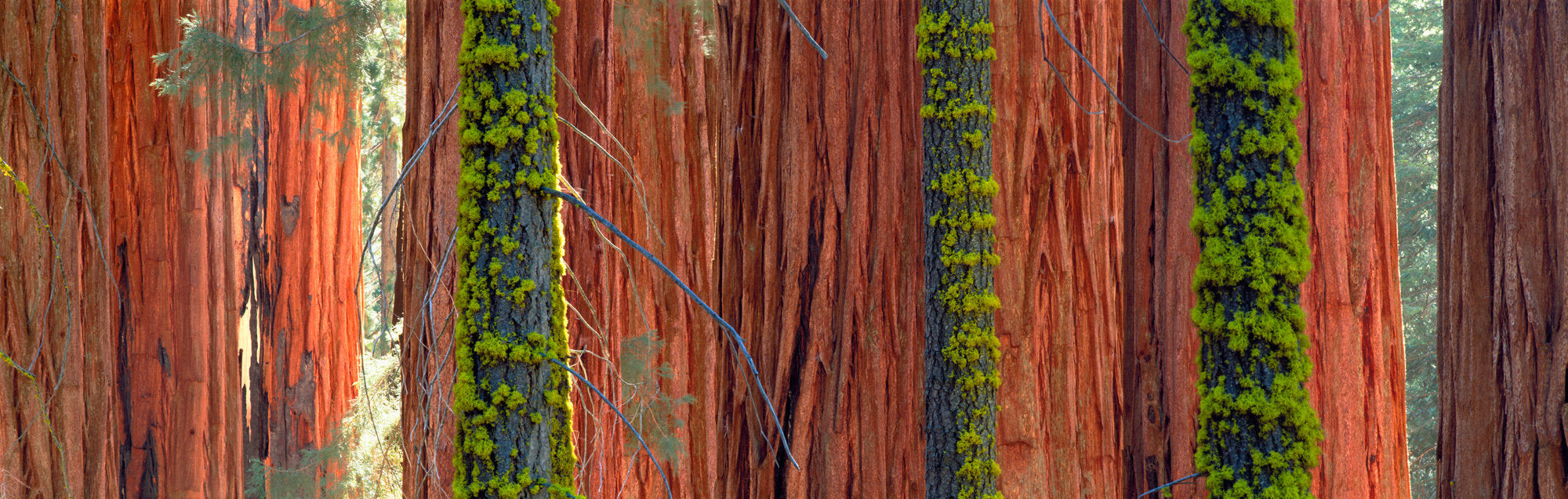 Giant Sequoias
