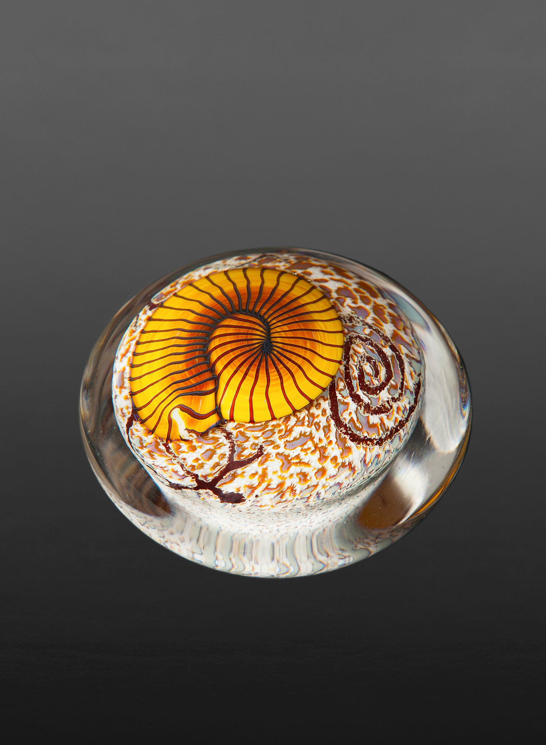 Gold Nautilus on Cream Paperweight