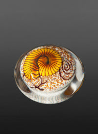 Gold Nautilus on Cream Paperweight