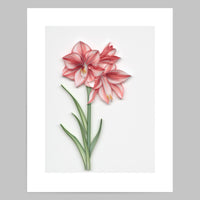 Amaryllis