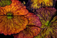 Lily Pads in Autumn