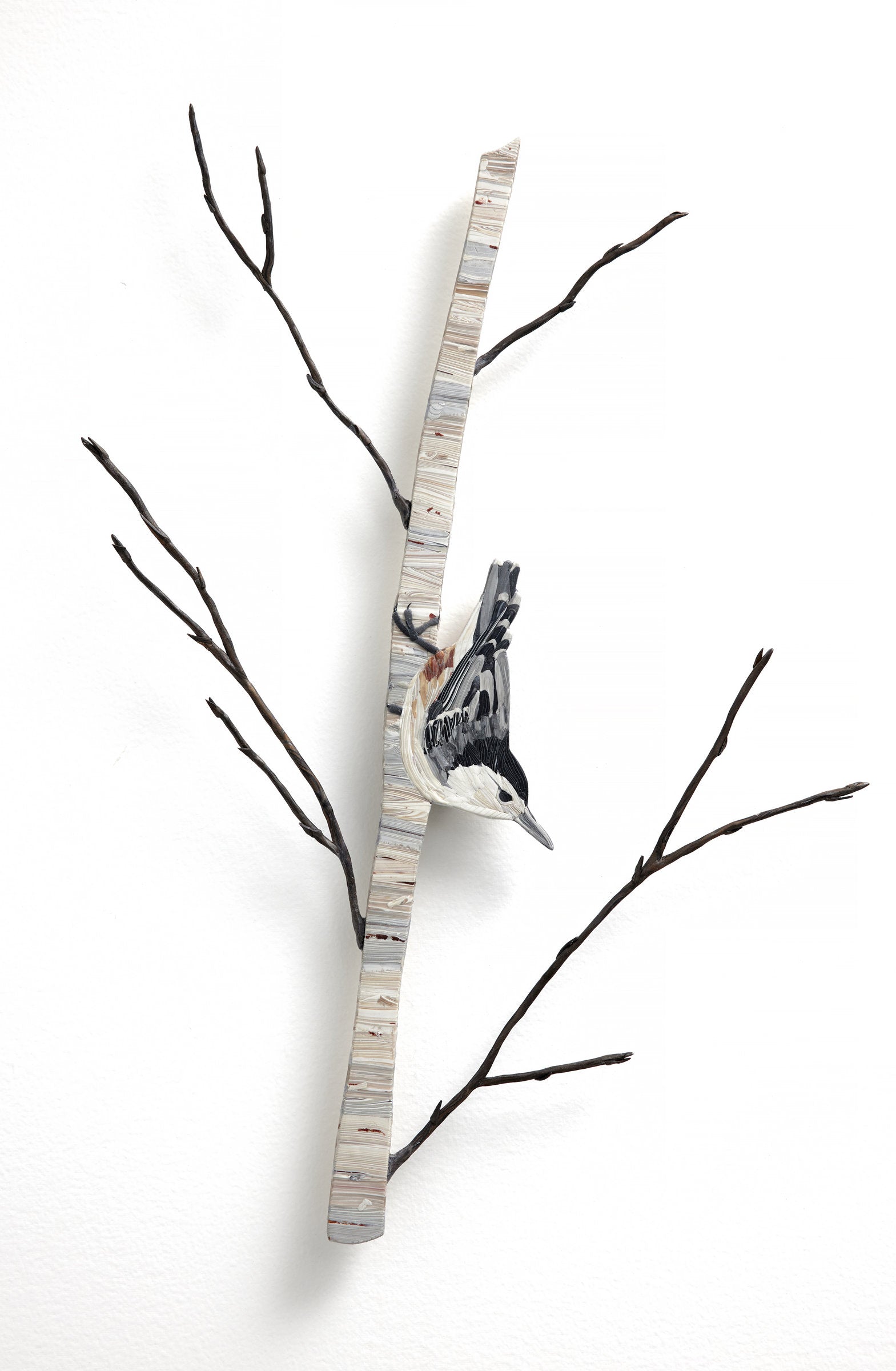 Nuthatch